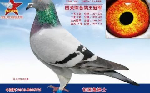 中国最贵十个鸽子品种（中国最贵的鸽子排名）
