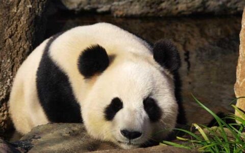 大熊猫的生活方式和特点,描写（大熊猫的生活特点是什么样的）