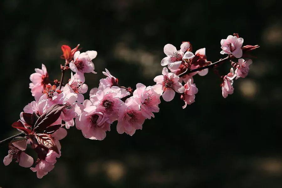 春天常见的花名称（春天常见的花名称有哪些）
