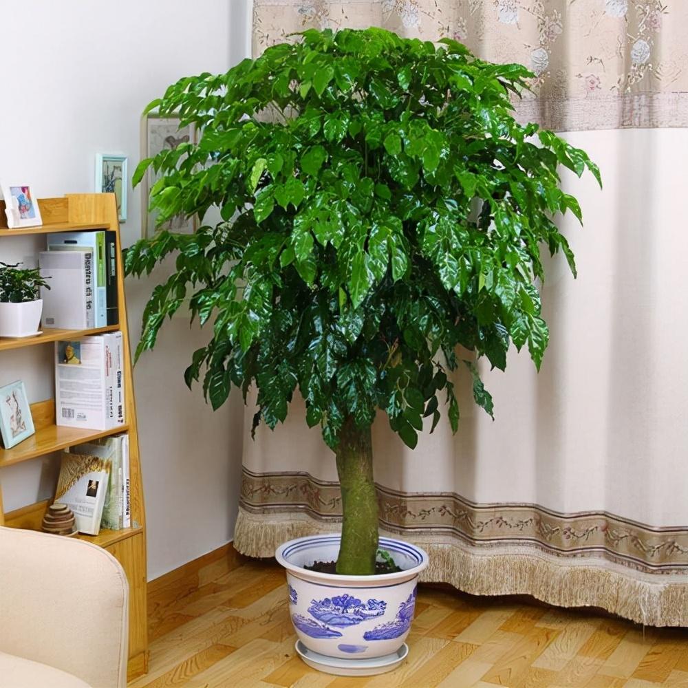 客厅最旺宅的大型植物有哪些（客厅最旺宅的植物图片）