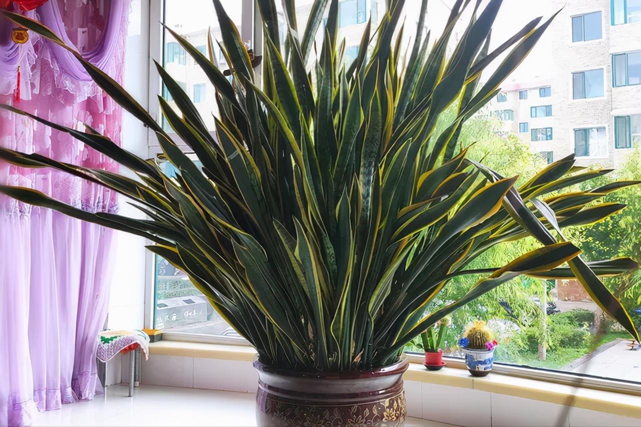 客厅最旺宅的大型植物有哪些（客厅最旺宅的植物图片）