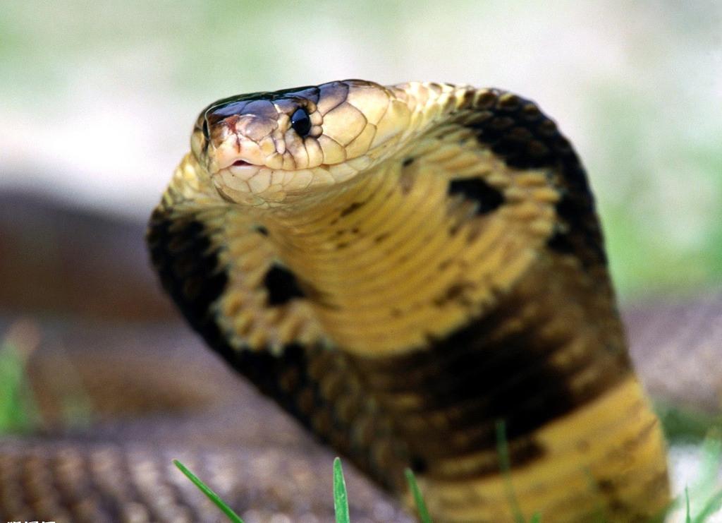 世界上最长的毒蛇排名是眼镜王蛇吗（世界10种剧毒蛇图片）
