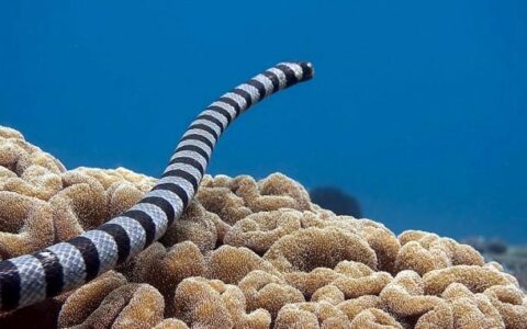 世界上最长的毒蛇排名是眼镜王蛇吗（世界10种剧毒蛇图片）