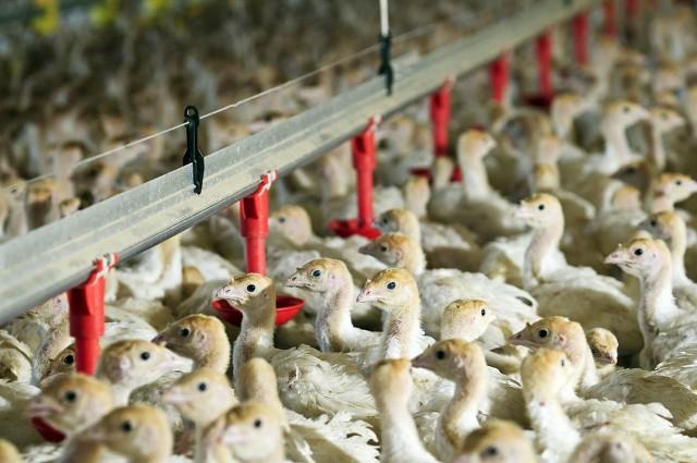 火鸡养殖成本和利润分析（养殖火鸡前景怎么样,年入十万容易吗）
