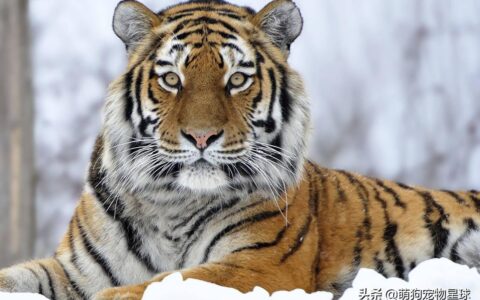 世界上最大的老虎是什么种类（最大的体重高达800公斤）