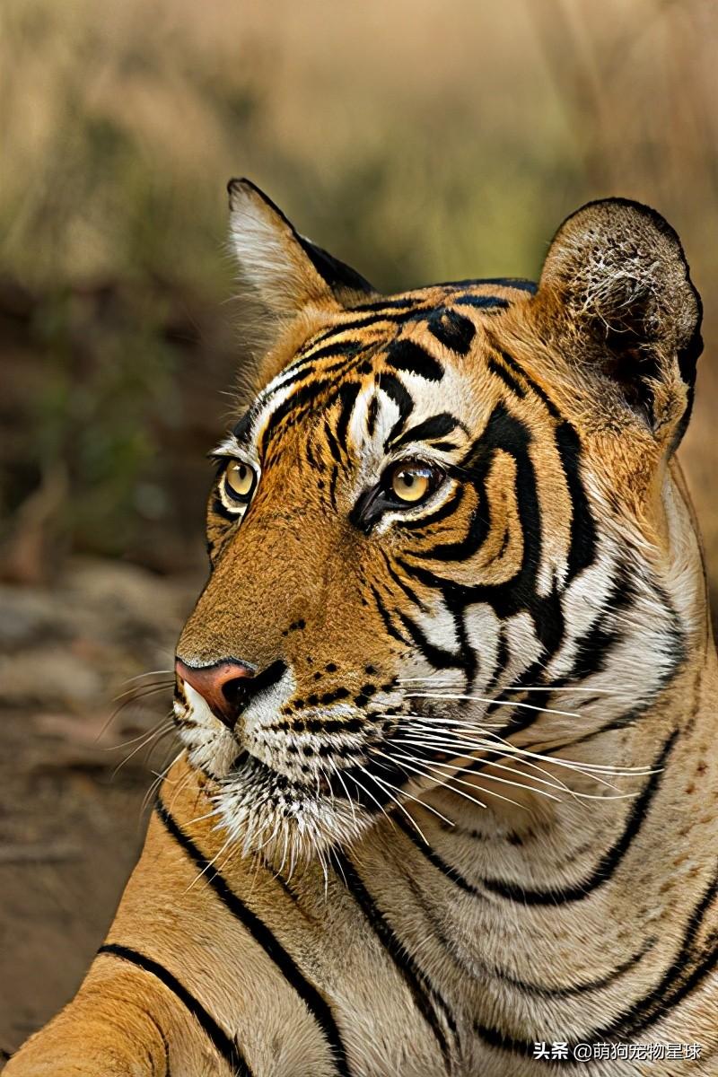 世界上最大的老虎是什么种类（最大的体重高达800公斤）