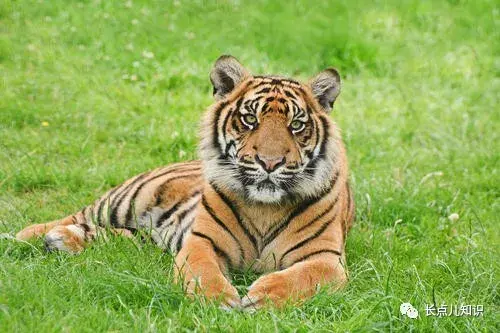 世界上最小的老虎是什么虎（最小的老虎是什么品种有多大）