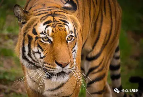 世界上最小的老虎是什么虎（最小的老虎是什么品种有多大）