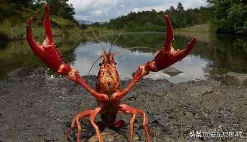 世界上最大的龙虾有多大（吉尼斯世界纪录最大的龙虾有多少米）