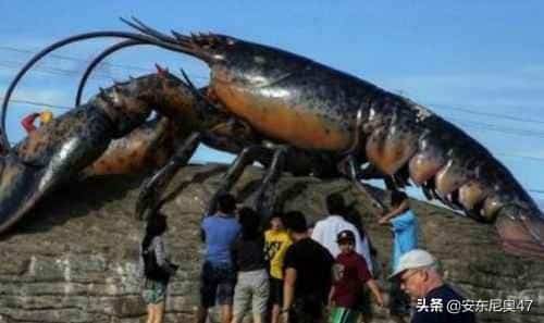 世界上最大的龙虾有多大（吉尼斯世界纪录最大的龙虾有多少米）