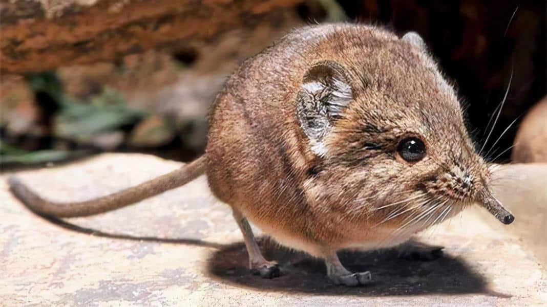世界上最小的动物排名前十（九种袖珍动物图片）