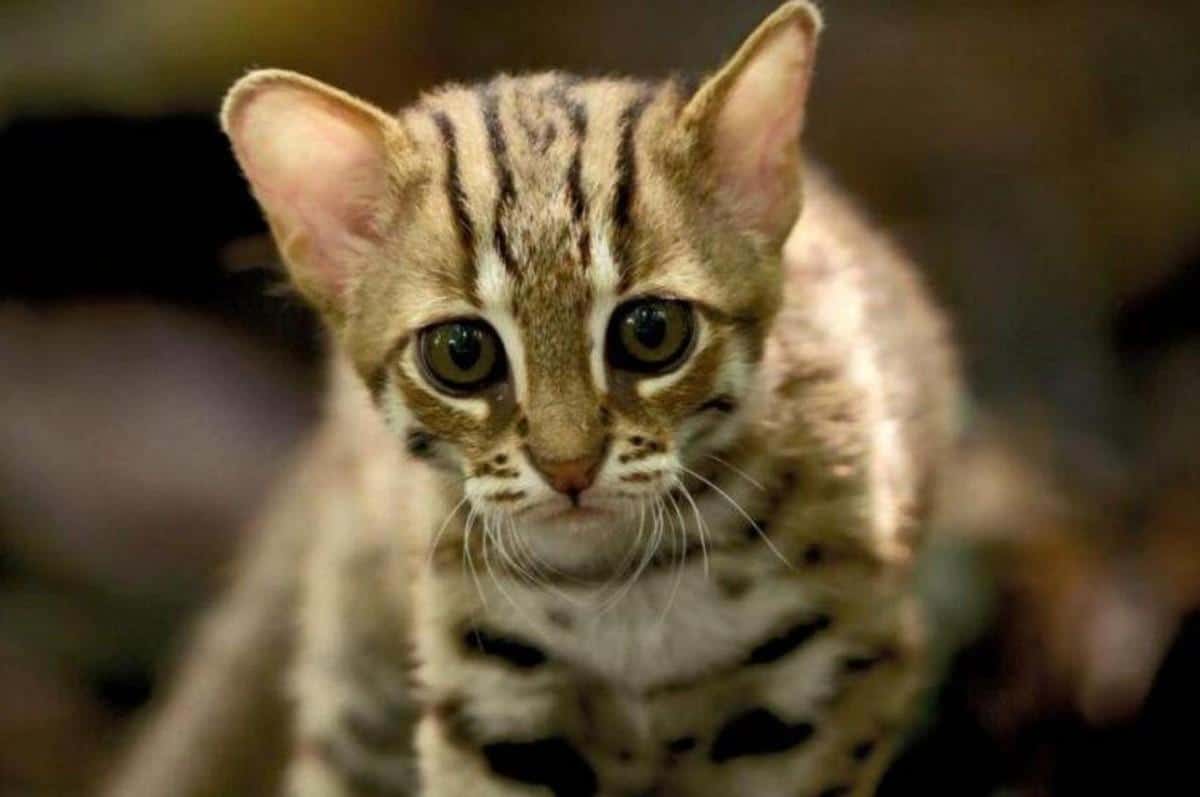 世界上体型最小的猫品种（最小的野生猫科动物是什么猫有多大） 13