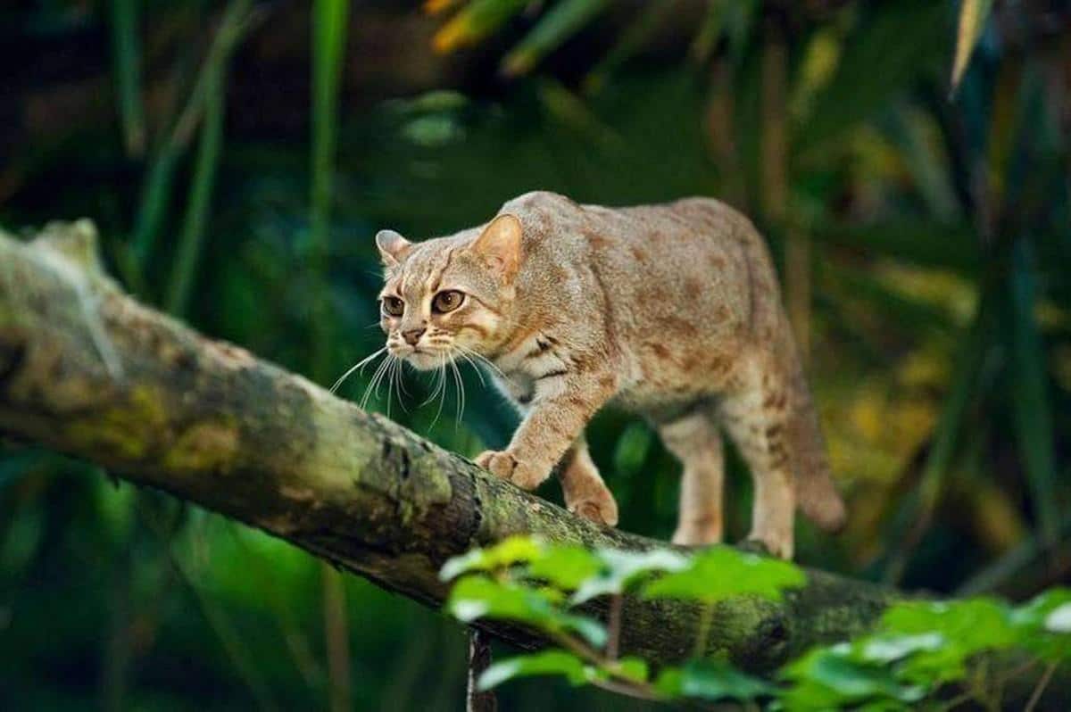 世界上体型最小的猫品种（最小的野生猫科动物是什么猫有多大） 15