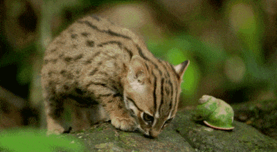 世界上体型最小的猫品种（最小的野生猫科动物是什么猫有多大） 19