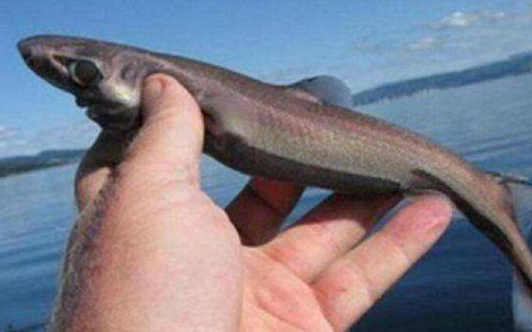 世界上最小的鲨鱼图片（最小的可爱鲨鱼品种叫什么）