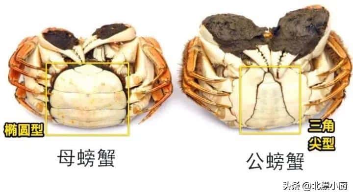 母蟹和公蟹的区别哪个好吃（螃蟹吃公好还是母好哪个蟹黄多） 7
