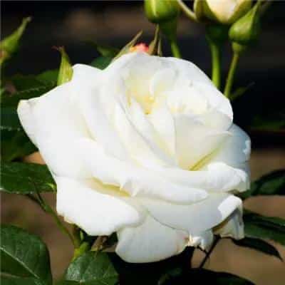 男朋友送黄玫瑰代表什么意思（黄,粉,白,红,蓝玫瑰的寓意和象征花） 9