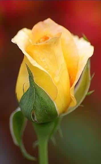 男朋友送黄玫瑰代表什么意思（黄,粉,白,红,蓝玫瑰的寓意和象征花） 13