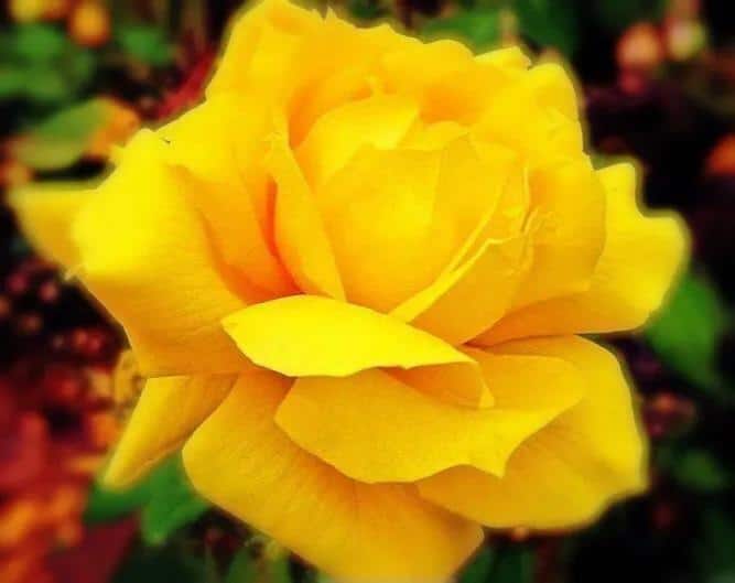 男朋友送黄玫瑰代表什么意思（黄,粉,白,红,蓝玫瑰的寓意和象征花） 17