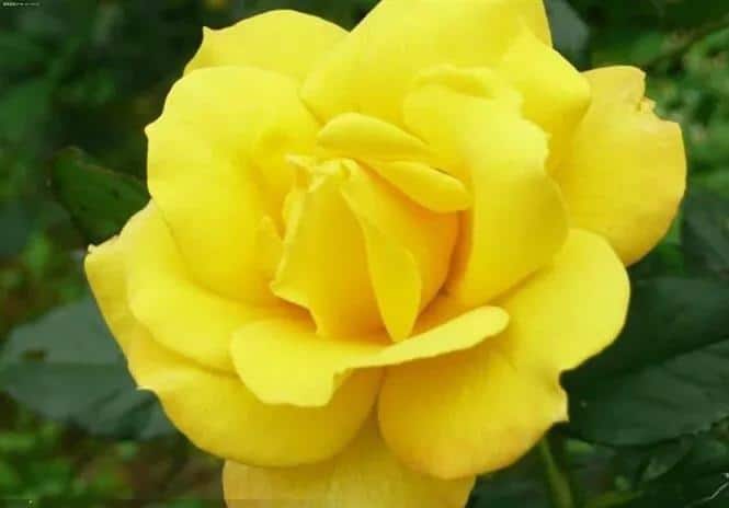 男朋友送黄玫瑰代表什么意思（黄,粉,白,红,蓝玫瑰的寓意和象征花） 15