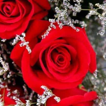 男朋友送黄玫瑰代表什么意思（黄,粉,白,红,蓝玫瑰的寓意和象征花） 25
