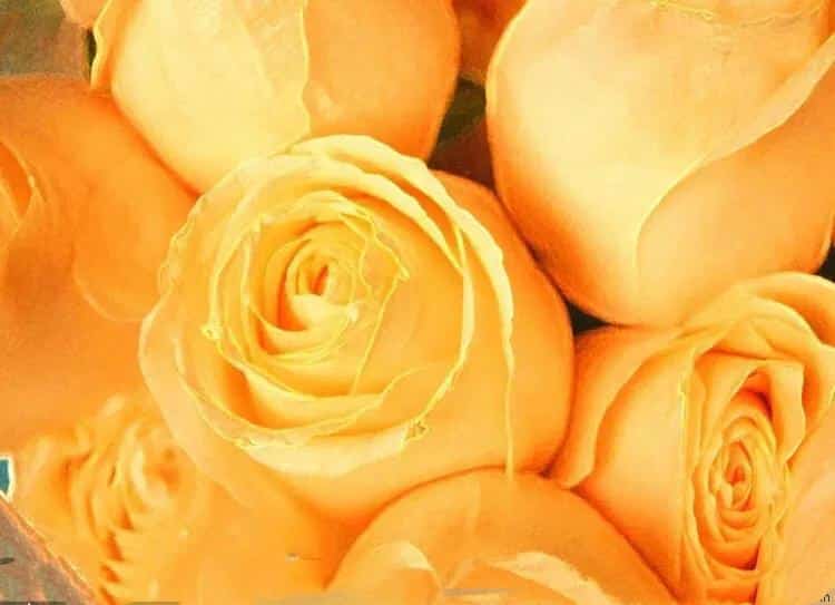 男朋友送黄玫瑰代表什么意思（黄,粉,白,红,蓝玫瑰的寓意和象征花） 33