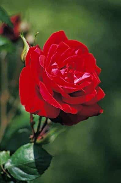 男朋友送黄玫瑰代表什么意思（黄,粉,白,红,蓝玫瑰的寓意和象征花） 39