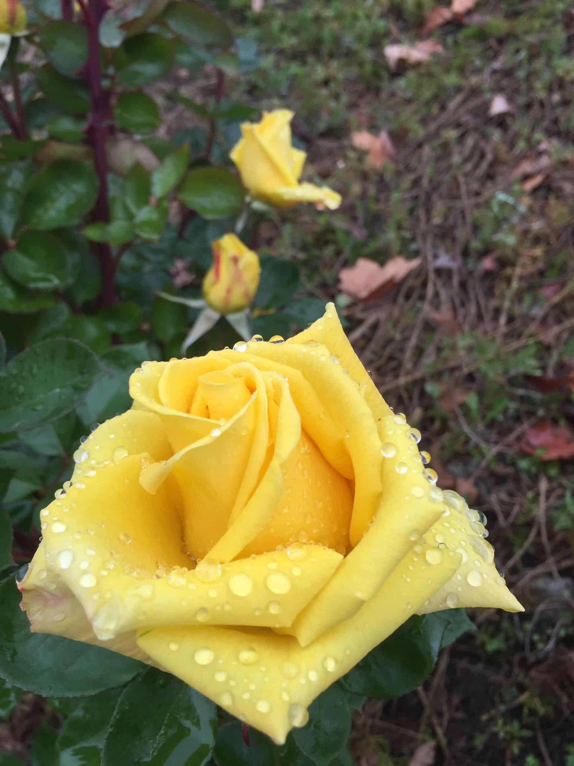男朋友送黄玫瑰代表什么意思（黄,粉,白,红,蓝玫瑰的寓意和象征花） 47