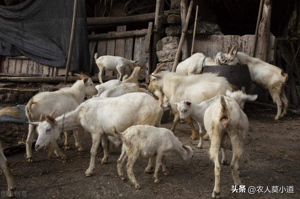 养殖业什么最赚钱农村项目（2023年暴利农村低成本养牛,羊,鸡,兔,鹅项目） 3