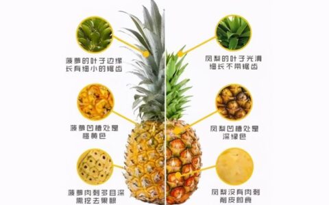 凤梨和菠萝的区别哪个更好吃（菠萝和凤梨哪个营养价值高）