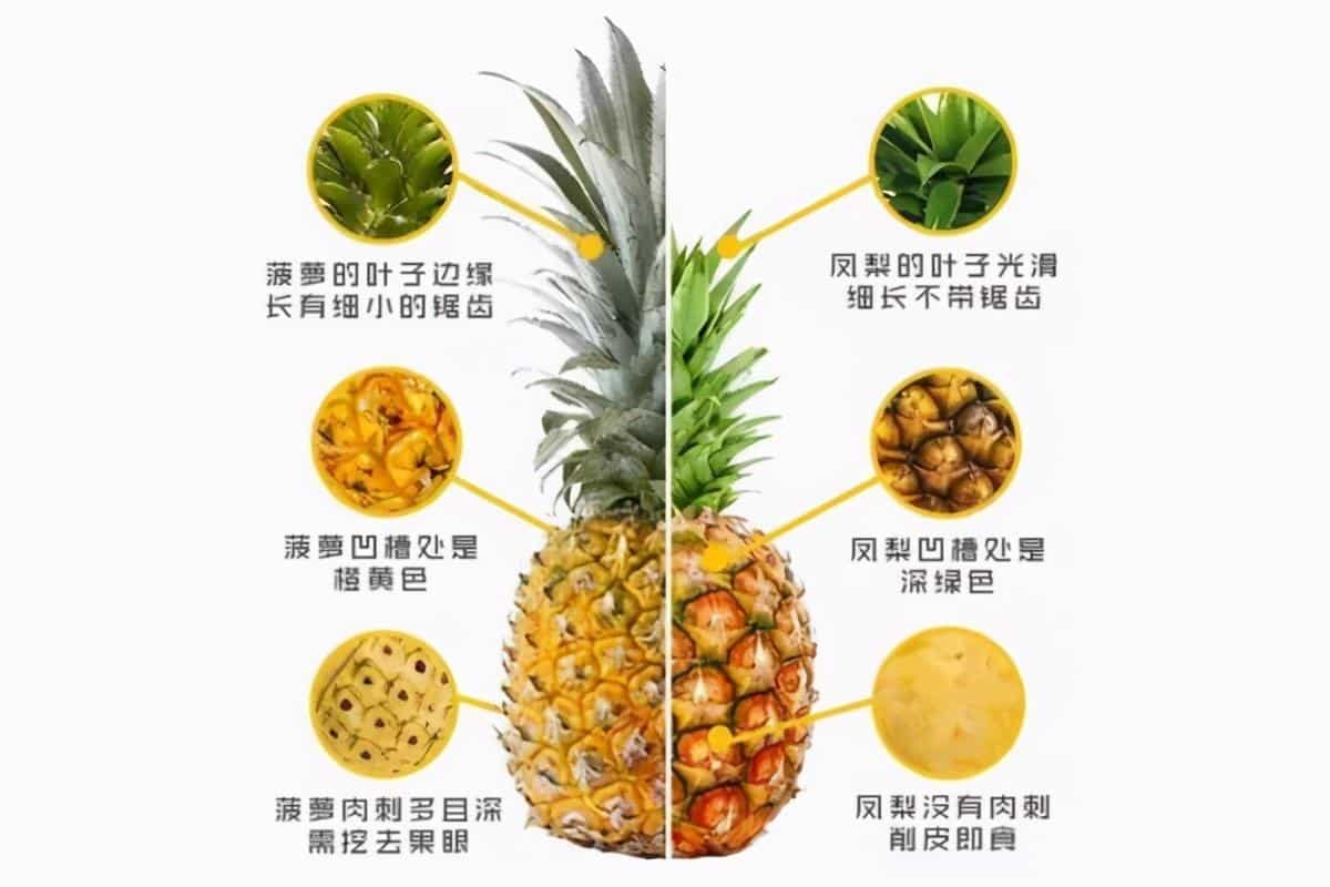 凤梨和菠萝的区别哪个更好吃（菠萝和凤梨哪个营养价值高） 1