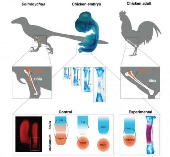 鸡的祖先是恐龙吗为什么（鸡和霸王龙的关系） 5