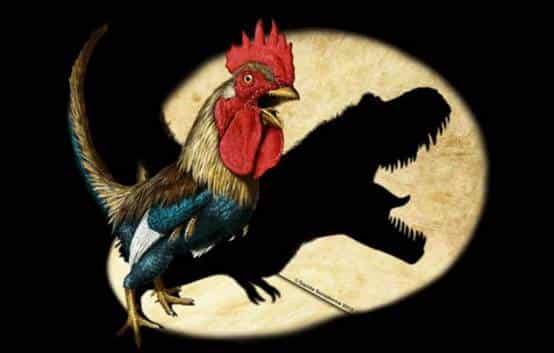 鸡的祖先是恐龙吗为什么（鸡和霸王龙的关系） 7