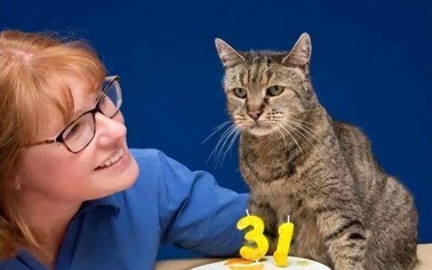 猫的寿命最长能活多少年布偶（中华田园猫,宠物蓝,橘猫的寿命最长能活多少年对照表）
