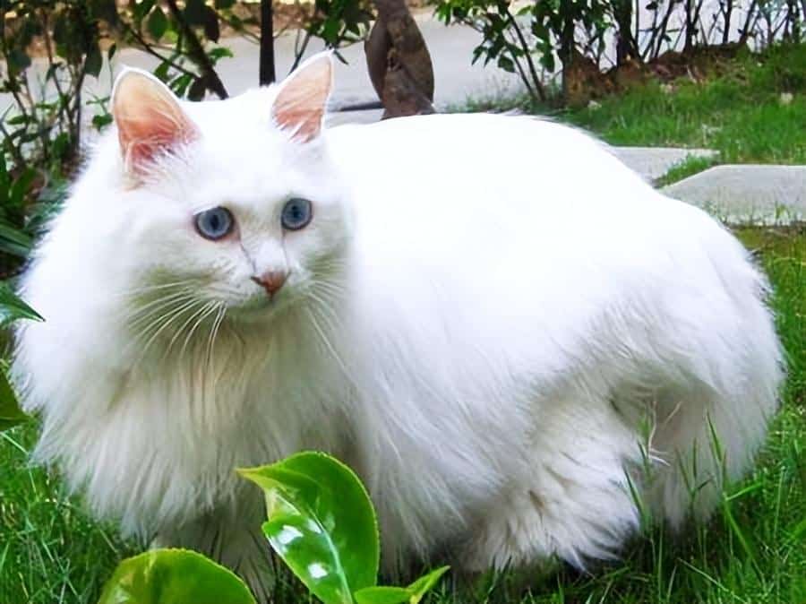 猫的寿命最长能活多少年布偶（中华田园猫,宠物蓝,橘猫的寿命最长能活多少年对照表） 27