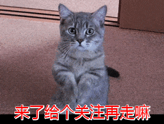 猫的寿命最长能活多少年布偶（中华田园猫,宠物蓝,橘猫的寿命最长能活多少年对照表） 39