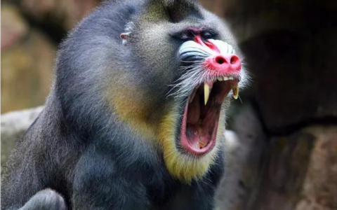 世界上最恐怖的猴子排名图片（诡异吓人凶猛的奇怪猴子照片大全）