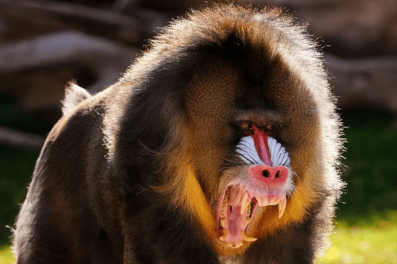 世界上最恐怖的猴子排名图片（诡异吓人凶猛的奇怪猴子照片大全） 5