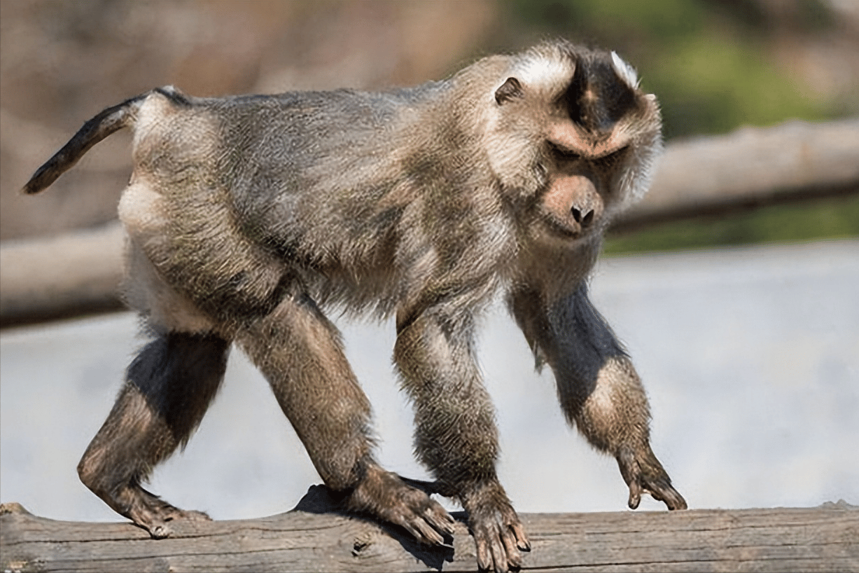 世界上最恐怖的猴子排名图片（诡异吓人凶猛的奇怪猴子照片大全） 13