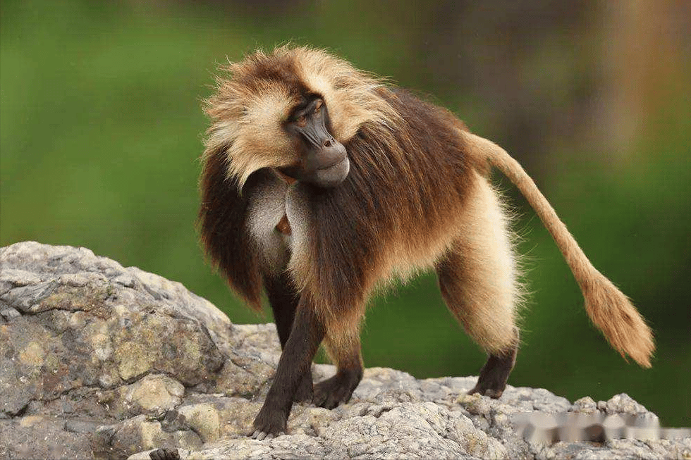 世界上最恐怖的猴子排名图片（诡异吓人凶猛的奇怪猴子照片大全） 11