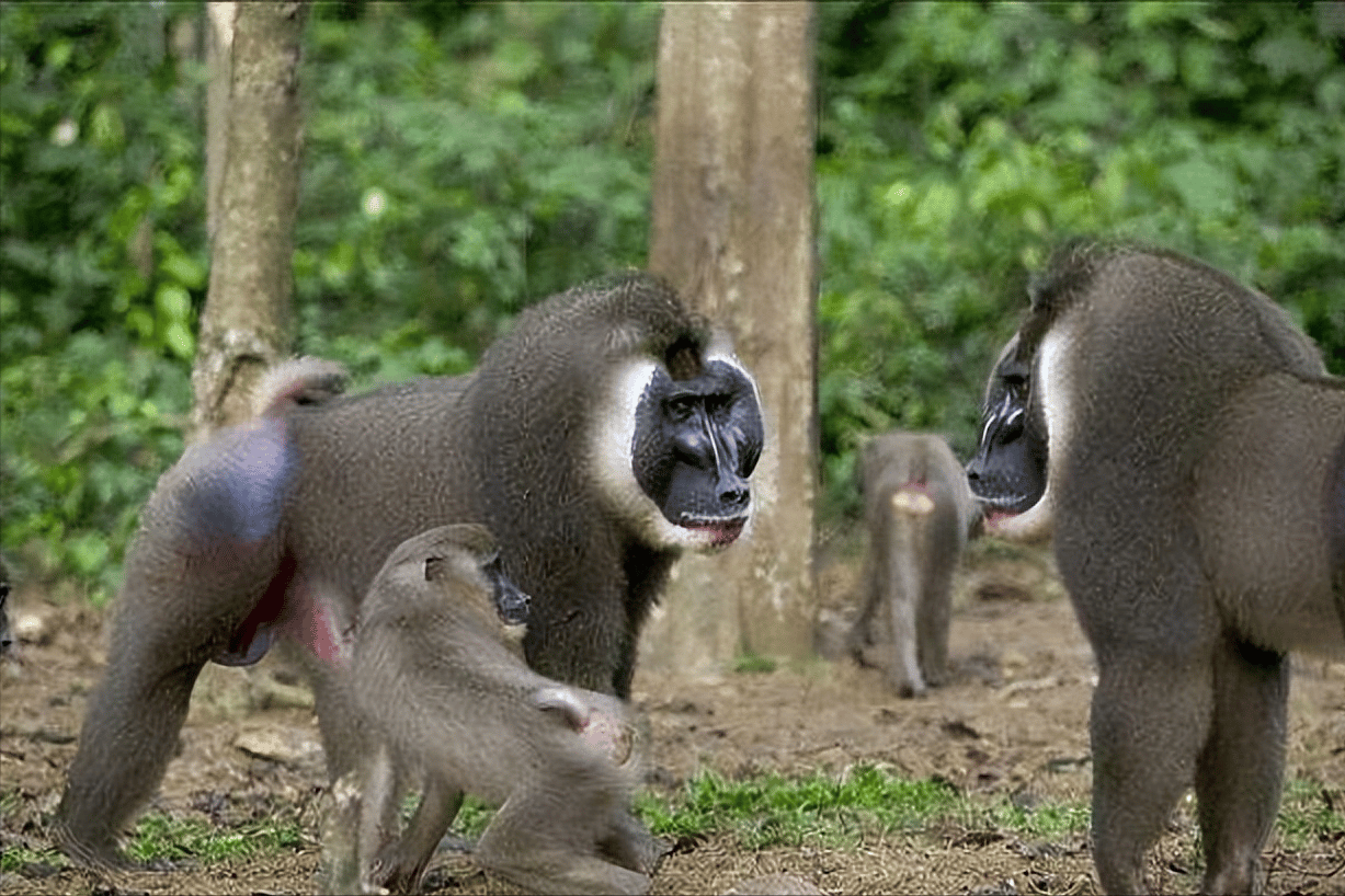 世界上最恐怖的猴子排名图片（诡异吓人凶猛的奇怪猴子照片大全） 15