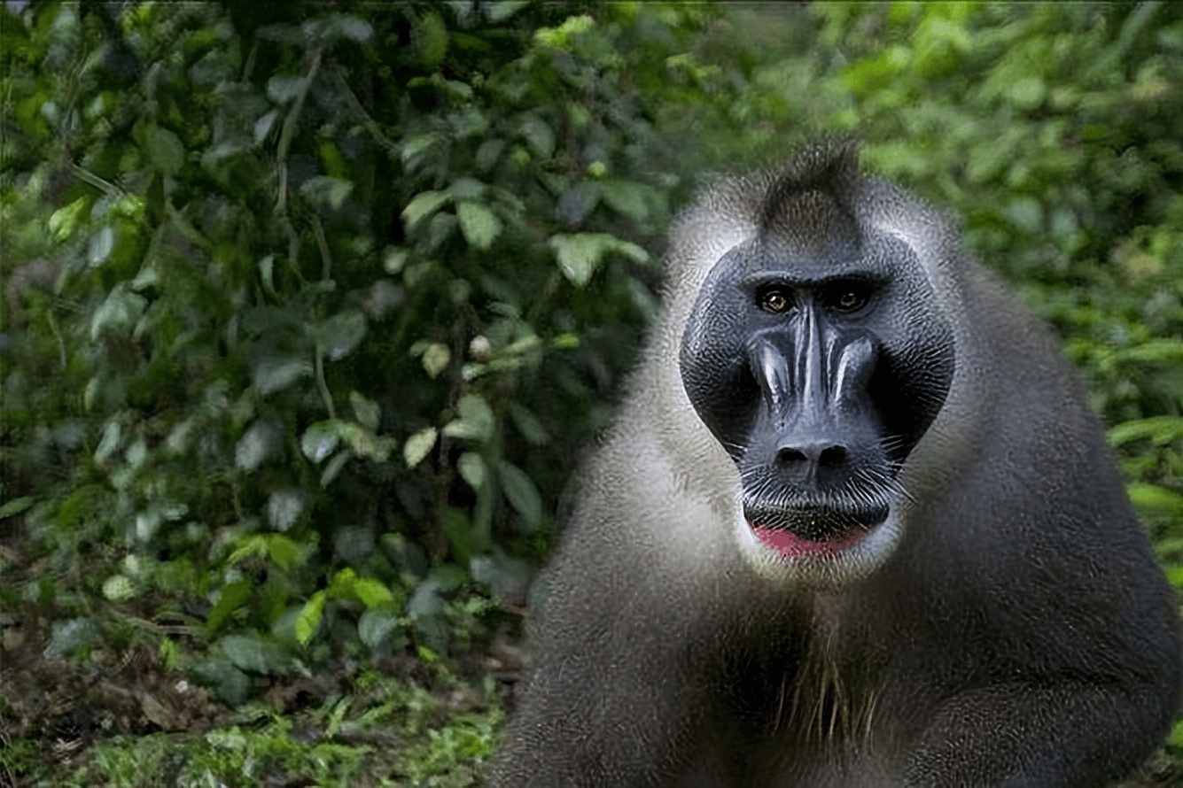 世界上最恐怖的猴子排名图片（诡异吓人凶猛的奇怪猴子照片大全） 17