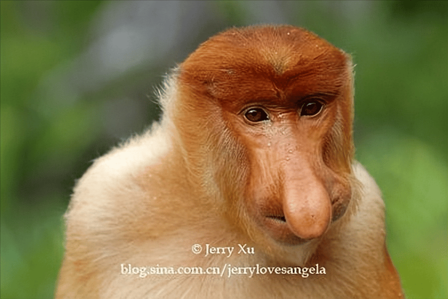 世界上最恐怖的猴子排名图片（诡异吓人凶猛的奇怪猴子照片大全） 19