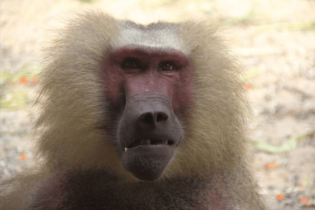 世界上最恐怖的猴子排名图片（诡异吓人凶猛的奇怪猴子照片大全） 21