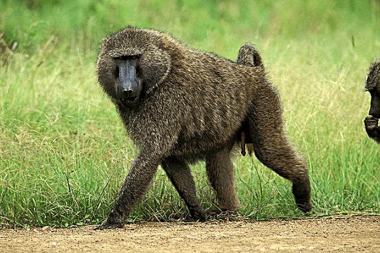 世界上最恐怖的猴子排名图片（诡异吓人凶猛的奇怪猴子照片大全） 23