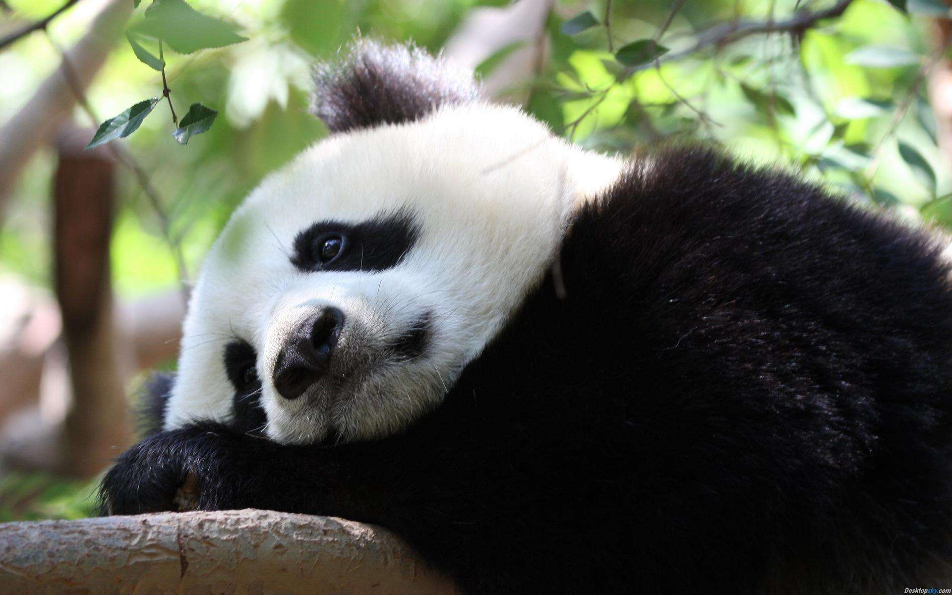 大熊猫是熊科还是猫科（为什么被视为中国的国宝和小熊猫有什么区别） 1