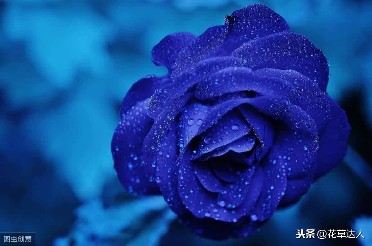 蓝色妖姬的花语是什么意思 寓意（11,19,27,33,999朵的分别华语详解） 1