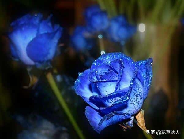 蓝色妖姬的花语是什么意思 寓意（11,19,27,33,999朵的分别华语详解） 3