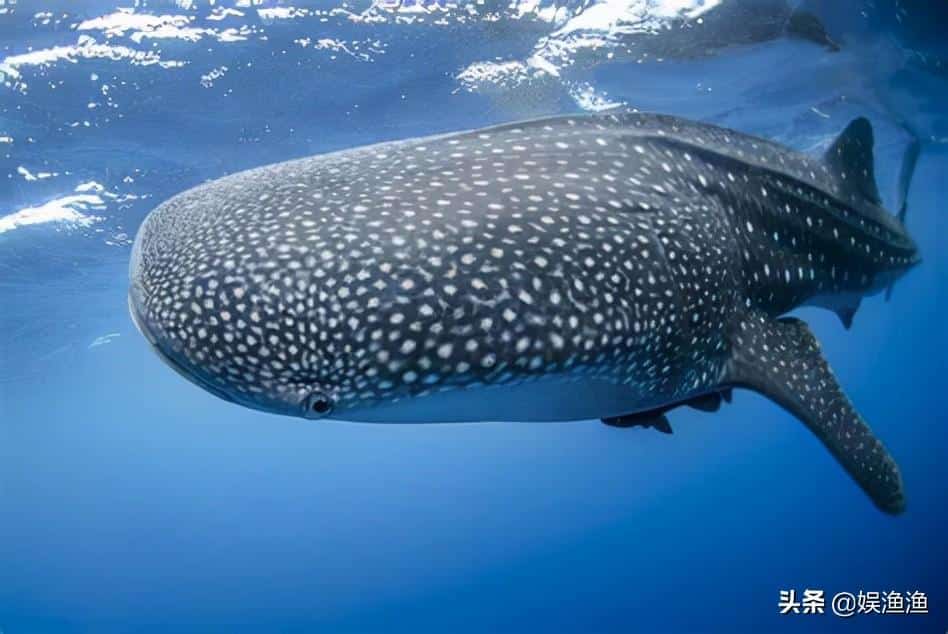 最大的鱼类排名（世界上体型最大凶猛的鱼是鲸鱼吗） 19
