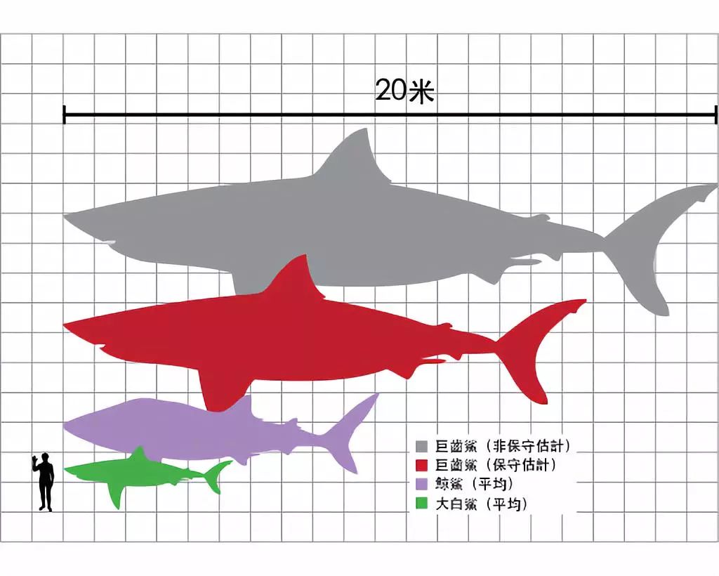 巨齿鲨还存在吗有没有灭绝（真正的海底深海巨兽还可能存在）